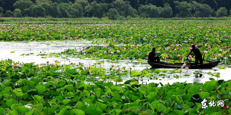 虎林市生態荷花節開幕 千畝野荷競綻放