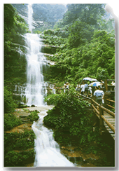 散放式大熊貓生態園——雅安碧峰峽