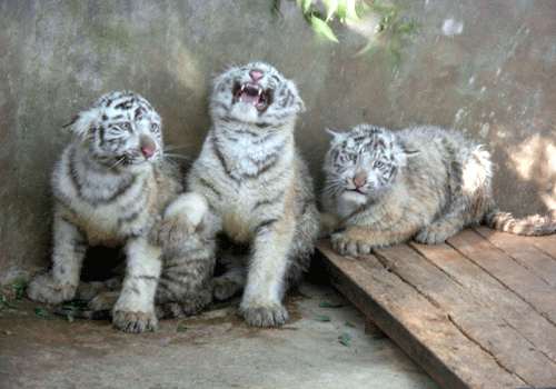 云南：“養(yǎng)”只白虎過虎年