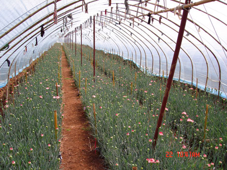 云南花卉熱銷海外市場 出口量和出口額同比增長51.5%、11.7%