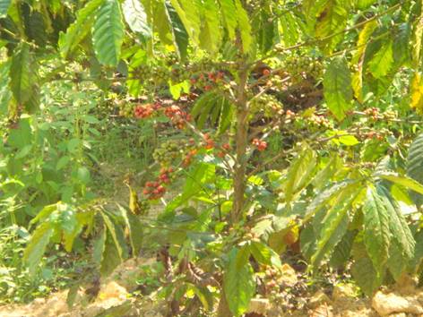 云南后谷咖啡啟航萬(wàn)噸航母