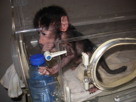 遭母親遺棄 狒狒寶寶出生就進保溫箱