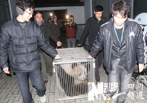 大熊貓“蘇蘇”返回成都老家