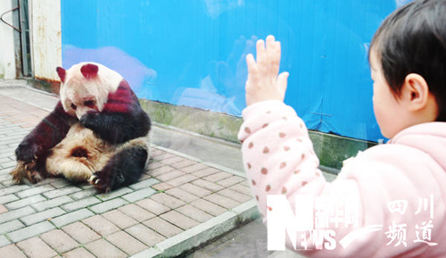 大熊貓“蘇蘇”返回成都老家