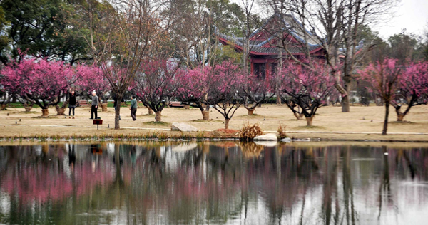 長(zhǎng)沙橘子洲打造“生態(tài)島”
