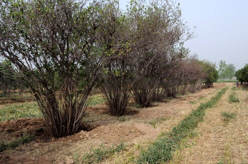 河南南陽(yáng)發(fā)生“毀麥種樹”事件 上百畝小麥被鏟
