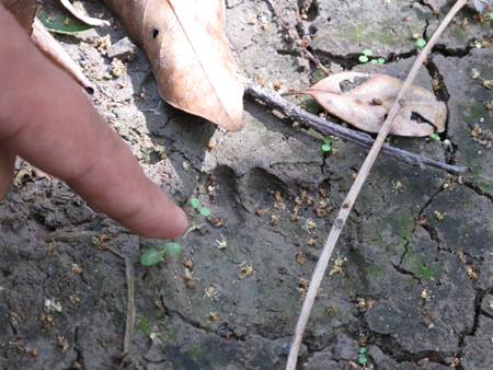 南滾河自然保護區：一邊干旱人工補水一邊引水幫助受災邊民