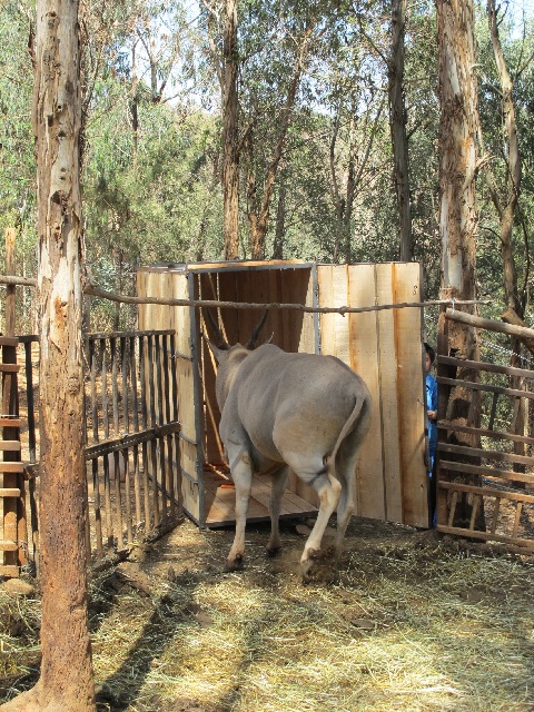 深圳2頭大齡羚羊成老大難 云南1頭大羚羊今赴深圳當“上門女婿”