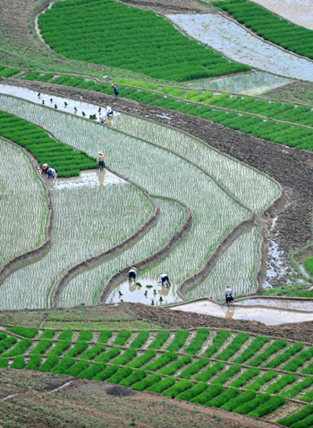 旱情過后搶種忙