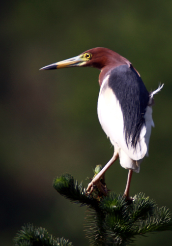 丹江口庫區成“鷺鳥天堂”