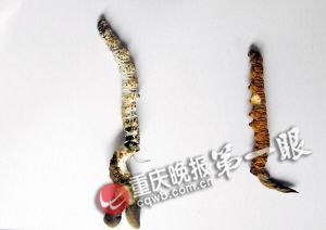 沙坪壩虎峰山發現蟲草 小心服用以免中毒(圖)