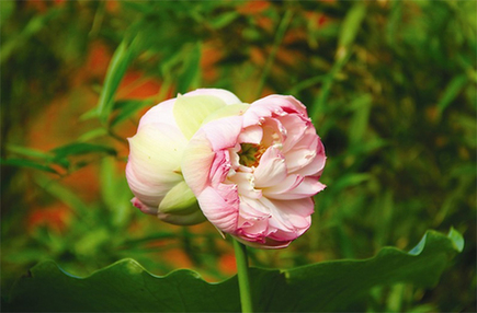 并蒂蓮驚現(xiàn)太原玉門河公園