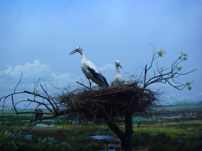 第四屆網媒龍江行：富錦的濕地文化