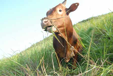 新晃黃牛肉獲得國家地理標志產品保護