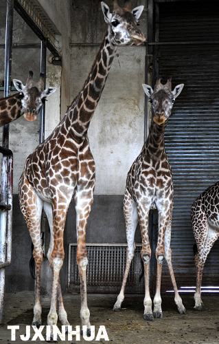 天氣轉涼暖籠舍