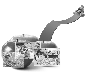 山東蘋果再續演漲價大戲 賣菜養豬大戶爭相搶購