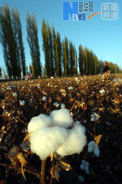 從“蒜你狠”到“蘋什么” 網(wǎng)絡(luò)熱詞“看漲”