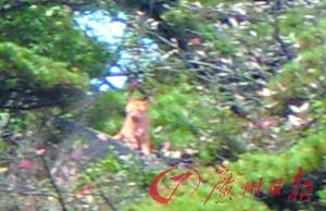 江西官方介入調查三清山虎照事件(圖)