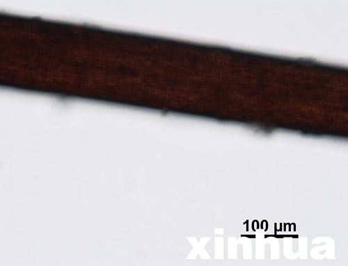 神農架首次公布不明動物毛發顯微照