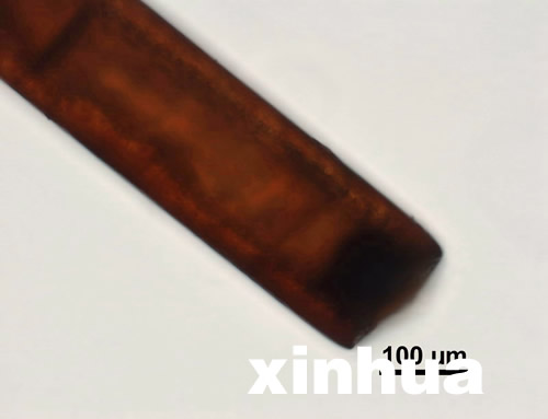 神農架首次公布不明動物毛發顯微照