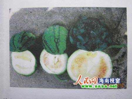 問題種苗致海南五千畝西瓜絕收 衛(wèi)留成震怒(圖)