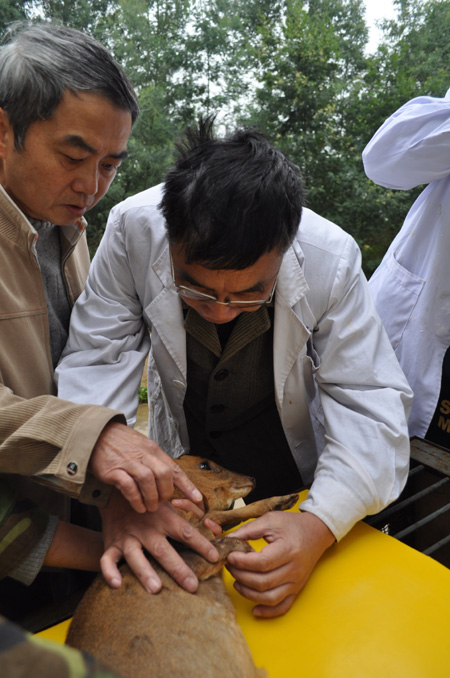 截肢小鹿有望“穿上”專業假肢