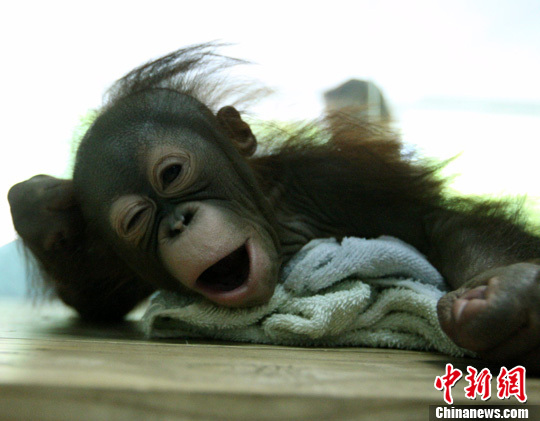 重慶新生紅毛猩猩會(huì)賣(mài)萌