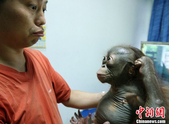 重慶新生紅毛猩猩會賣萌