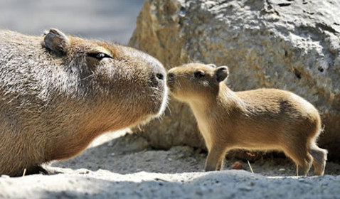 動(dòng)物小了才可愛(ài)！超級(jí)萌的小動(dòng)物