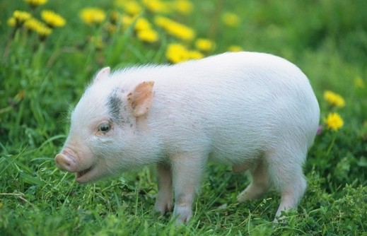 動物小了才可愛！超級萌的小動物