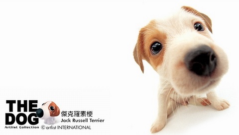 動物小了才可愛！超級萌的小動物