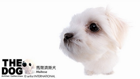 動物小了才可愛！超級萌的小動物