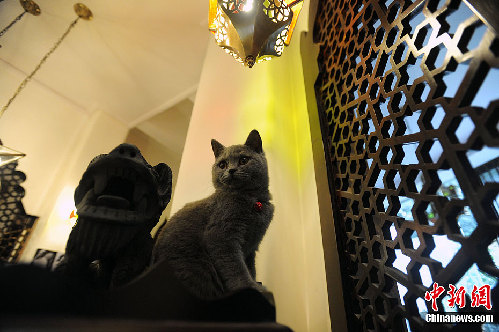 “貓吧”亮相昆明 21只世界名貓陪顧客喝咖啡