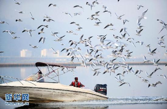 遷徙的鳥 飛行的姿態