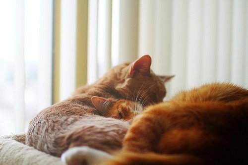 萌貓盤點 觸動你的心