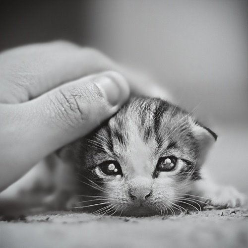 萌貓盤點 觸動你的心