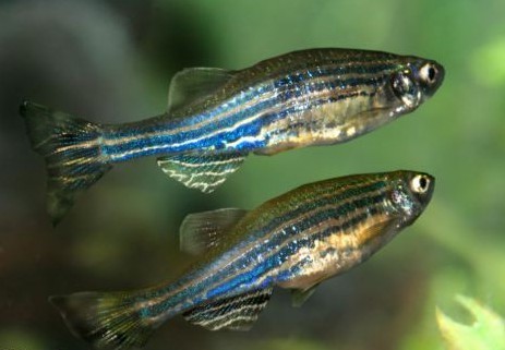 英科學(xué)家依靠仿生科技 研制出變色人造肌肉