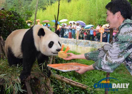 汶川地震寄養(yǎng)云南大熊貓返鄉(xiāng)