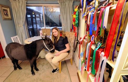 小馬被寵壞 與主人同住室內、愛看電視(組圖)