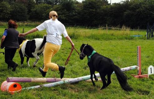 小馬被寵壞 與主人同住室內(nèi)、愛看電視(組圖)