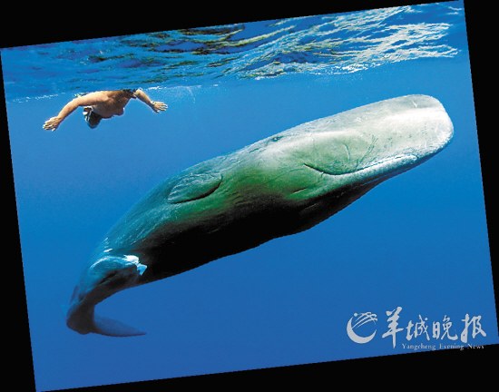 盤點動物糞便的奇妙用途