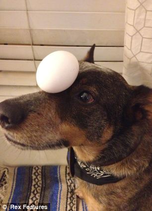 快到鼻子上來！超萌狗狗身懷絕技 鼻子啥都能頂