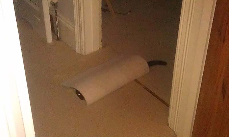 百變貓咪秀 萌呆了