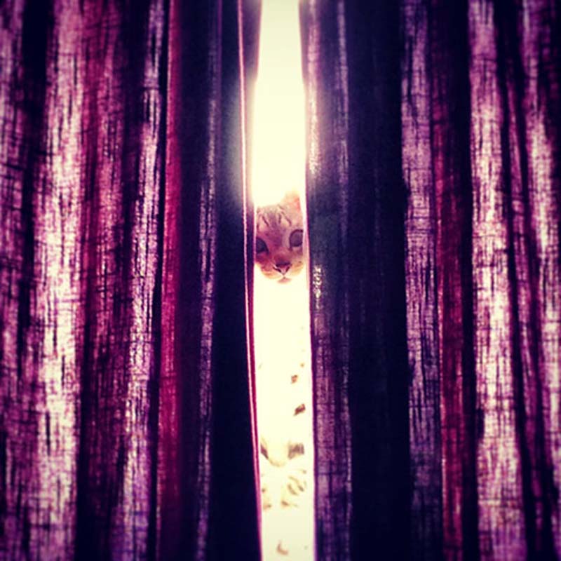 百變貓咪秀 萌呆了