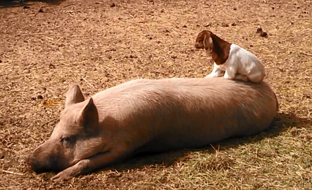 美農(nóng)場可愛羊羔躍上豬背令人捧腹(組圖)