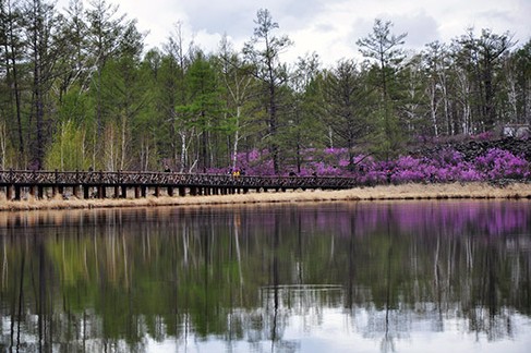 2013中國(guó)·內(nèi)蒙古大興安嶺杜鵑節(jié)開(kāi)幕