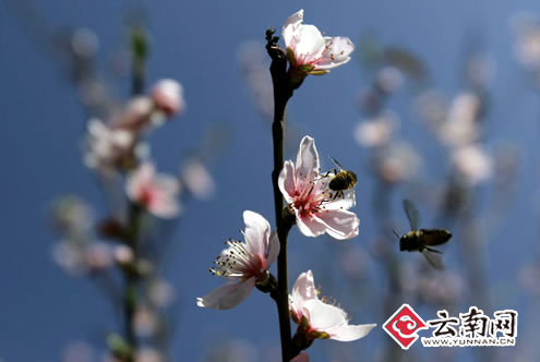 昆明春常在 美景處處現(xiàn)[組圖]