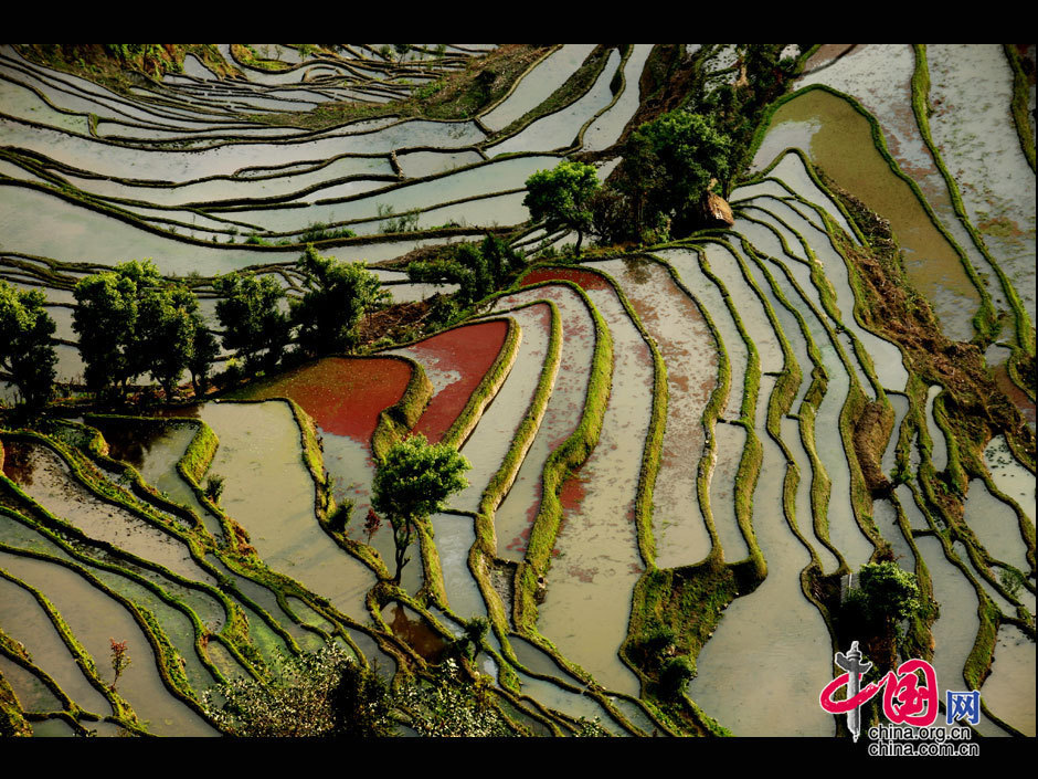 中國哈尼梯田成功列入世界遺產名錄