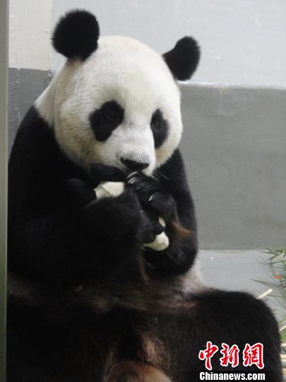 大陸贈臺大熊貓幼仔滿月 小胖妞萌態(tài)發(fā)威