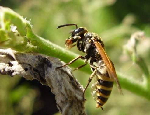 陜西超1600人被胡蜂攻擊42人喪命 衛計委下令撲殺
